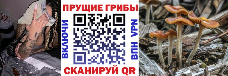 Псилоцибиновые грибы GOLDEN TEACHER MEGA Луга